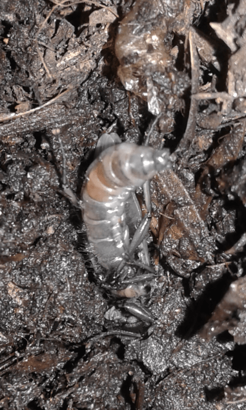 Larve di dittero?  S, pupe di Bibo sp. (Bibionidae).